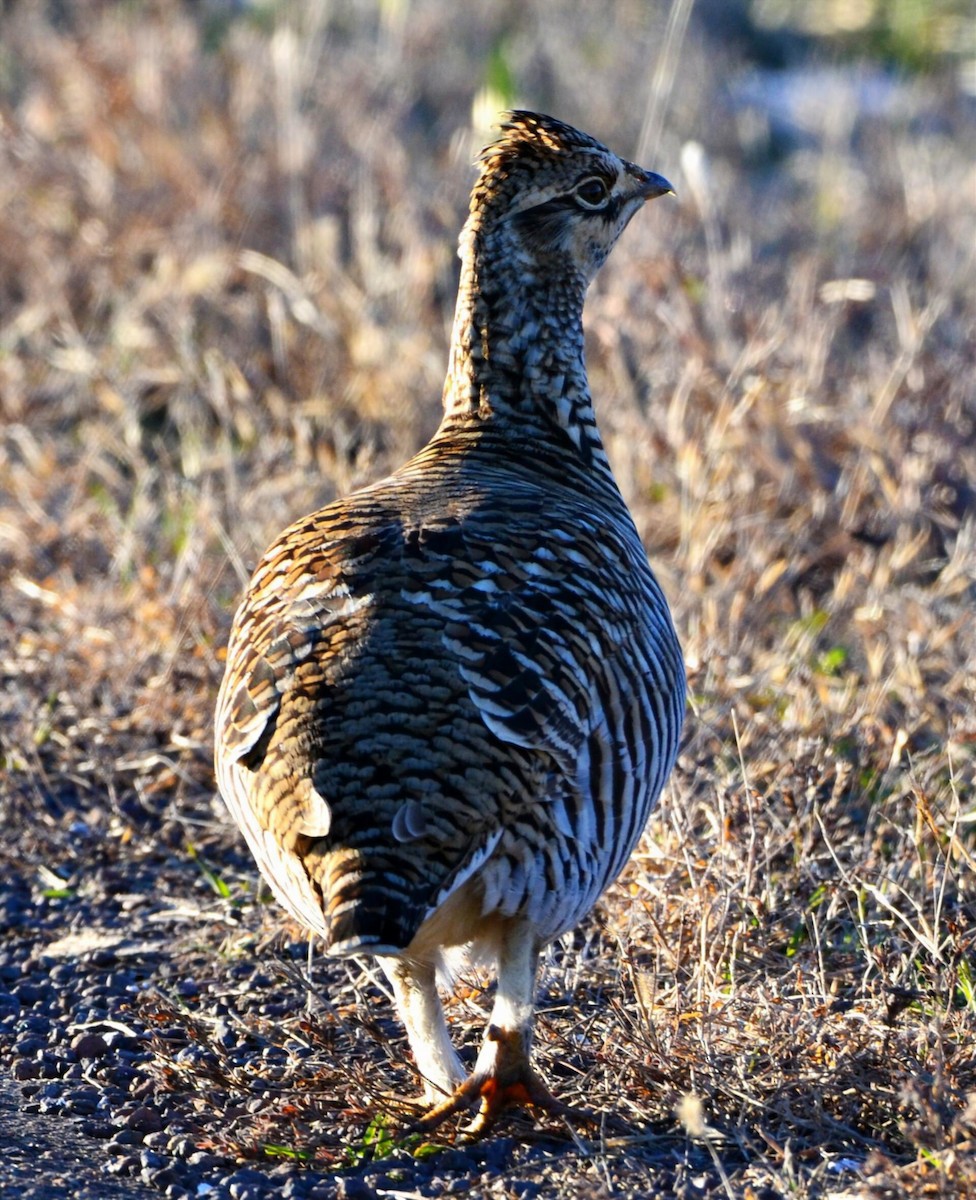 Greater Prairie-Chicken - ML646555018