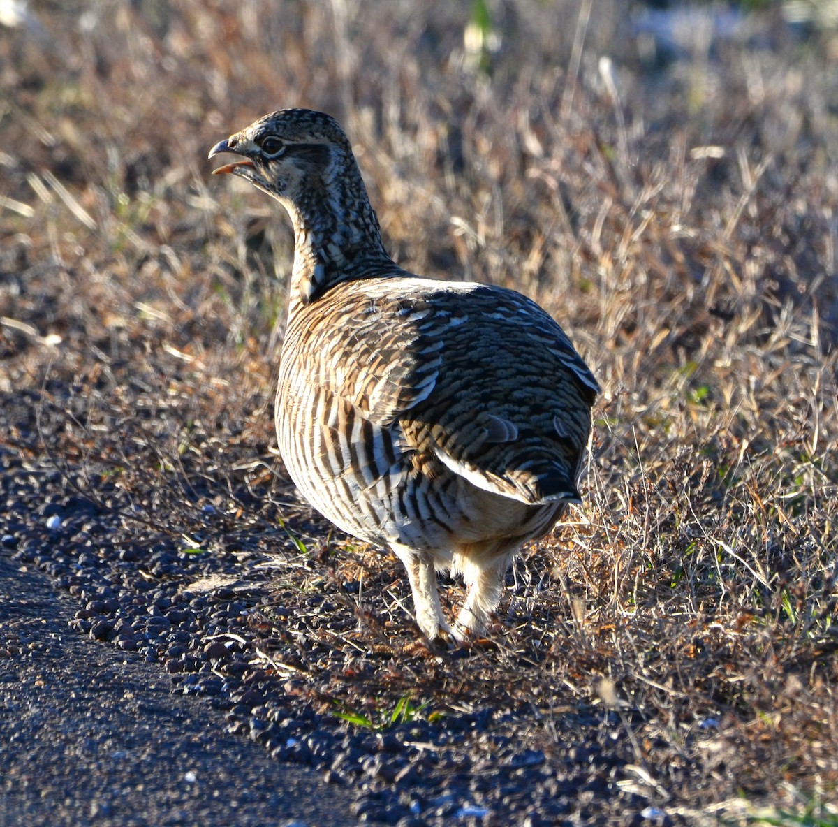 Greater Prairie-Chicken - ML646555019
