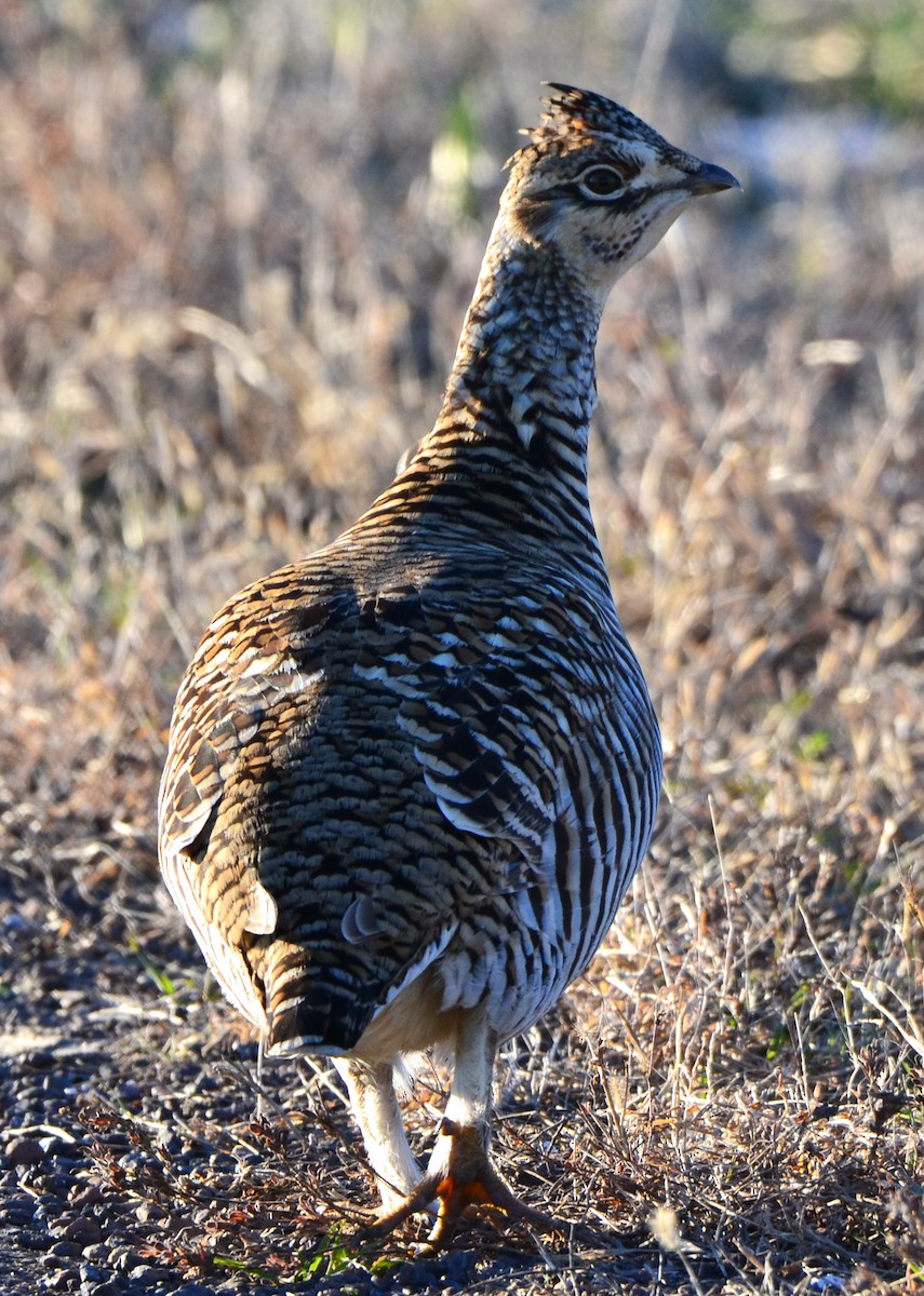 Greater Prairie-Chicken - ML646555020