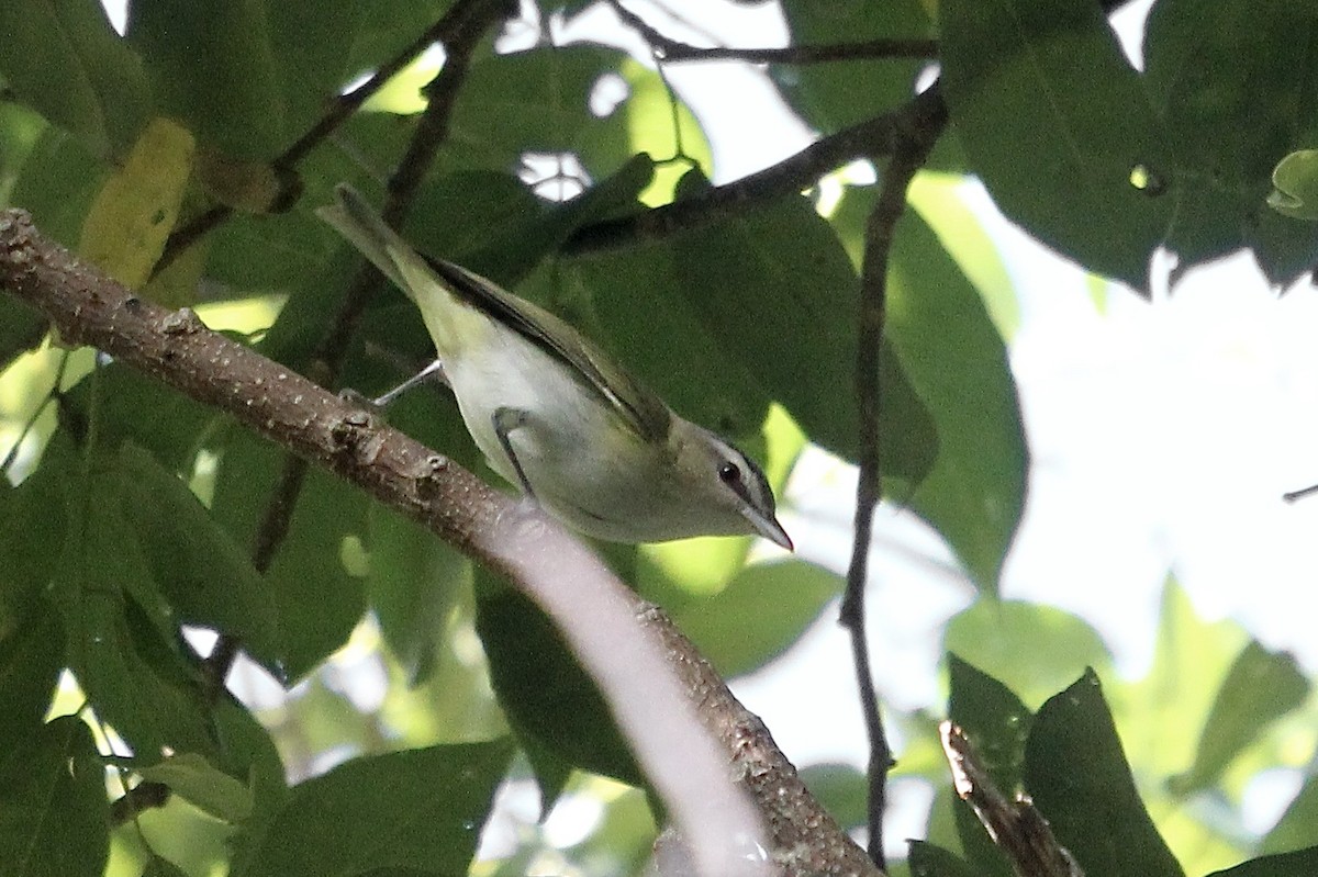 Viréo aux yeux rouges - ML646555022