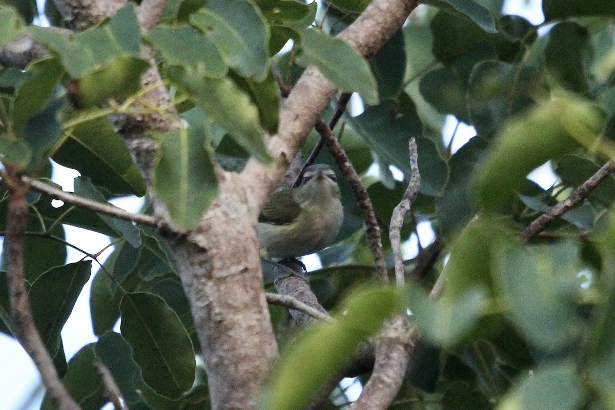 Viréo aux yeux rouges - ML646555024