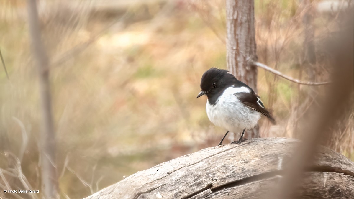 クロズキンヒタキ - ML646555026