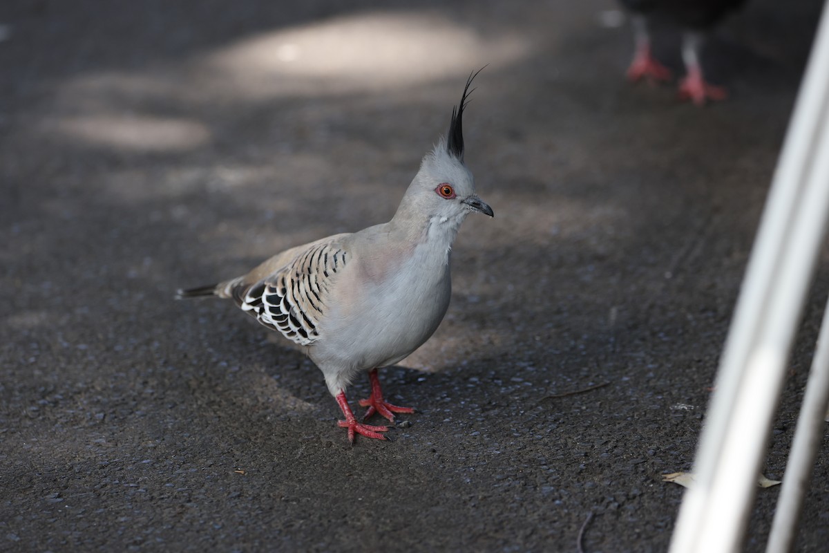Crested Pigeon - ML646555027