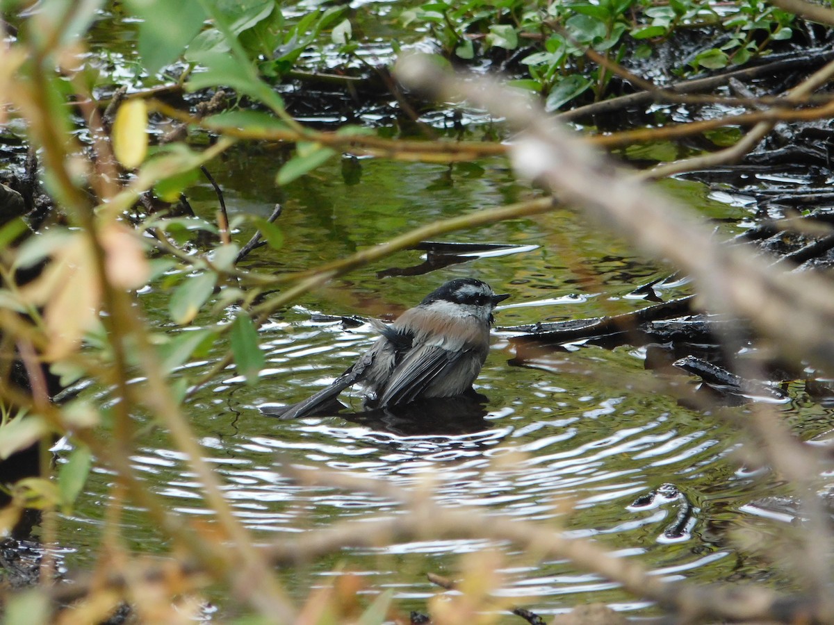 Mountain Chickadee - ML646555028