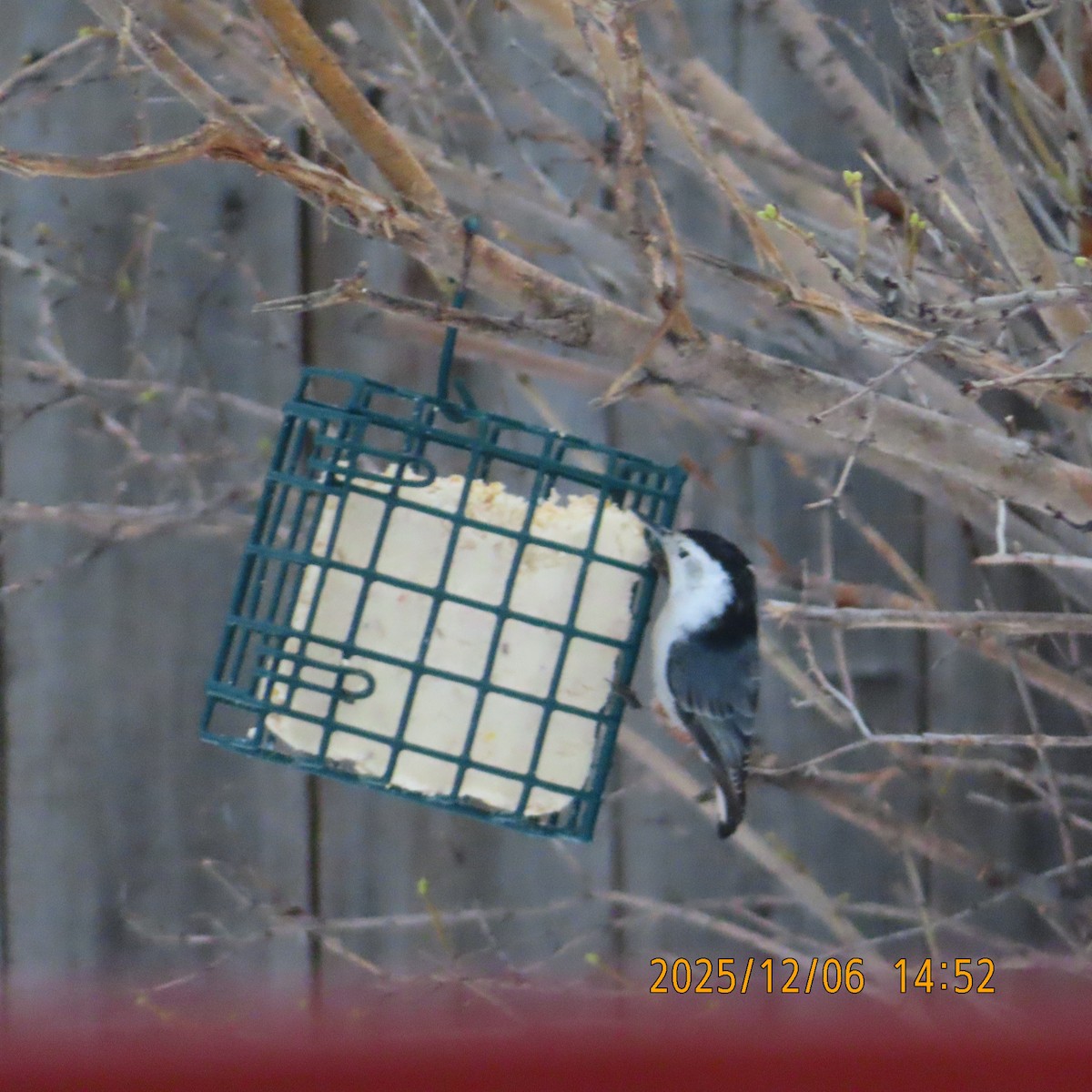 White-breasted Nuthatch - ML646555029