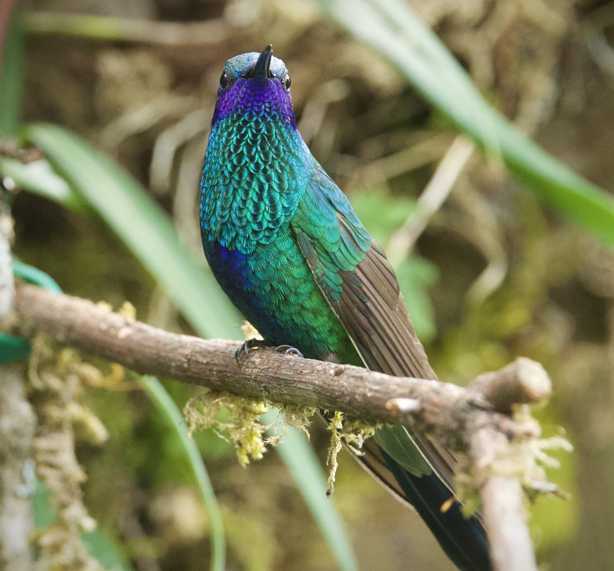 Колібрі синьочеревий - ML646555032