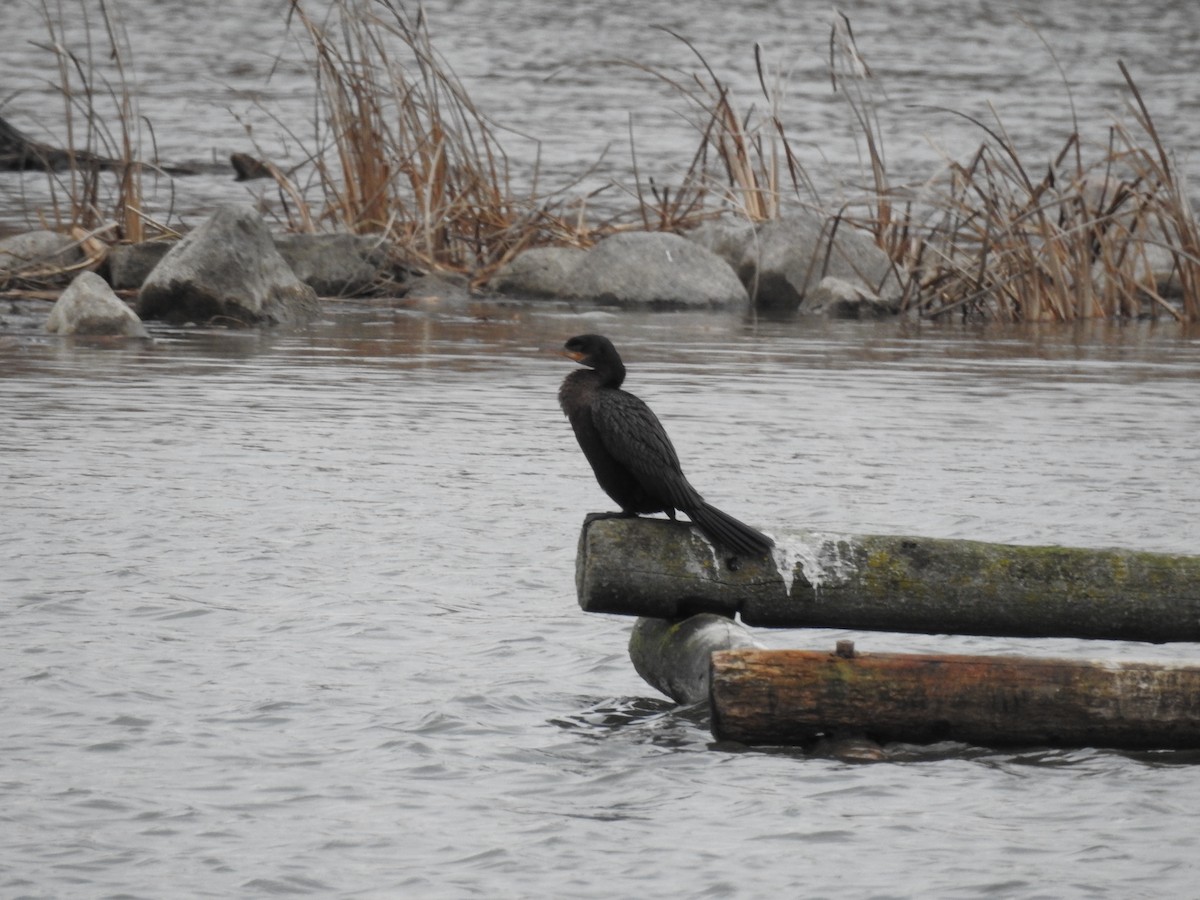 Neotropic Cormorant - ML646555033