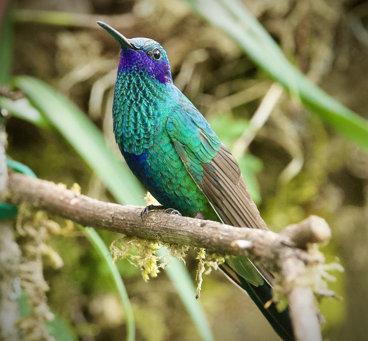 Колібрі синьочеревий - ML646555034