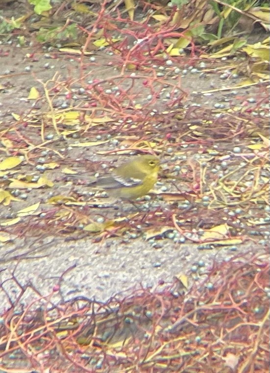 Paruline des pins - ML646555036