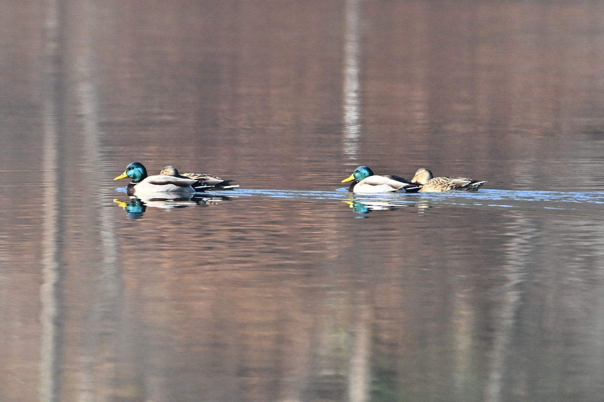 Mallard - ML646555039