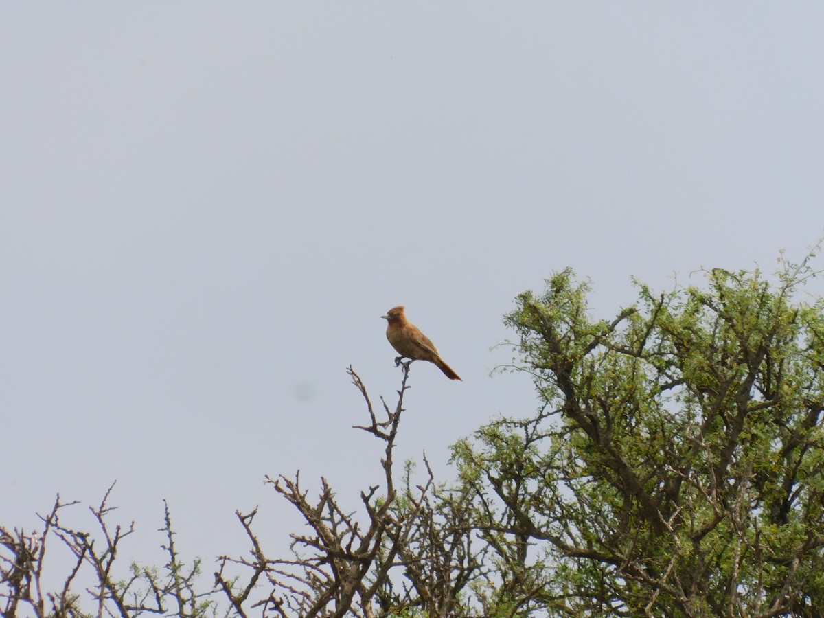 チャイロエボシカマドドリ - ML646555040