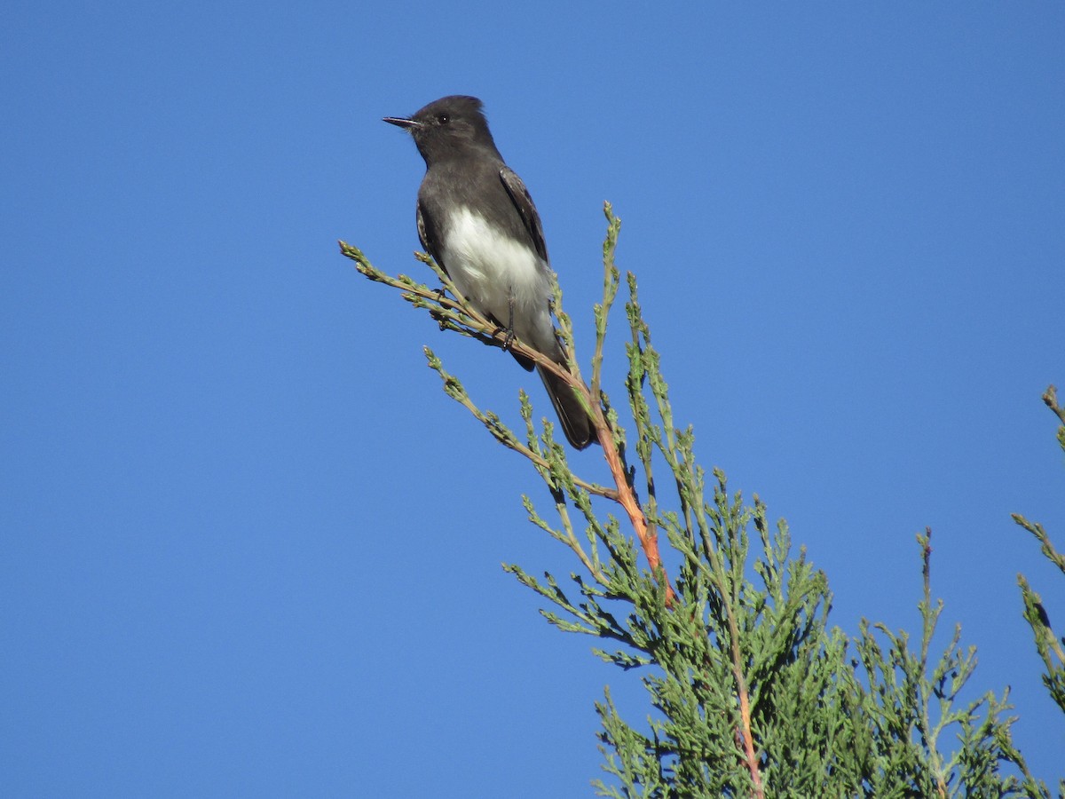 Black Phoebe - ML646555041