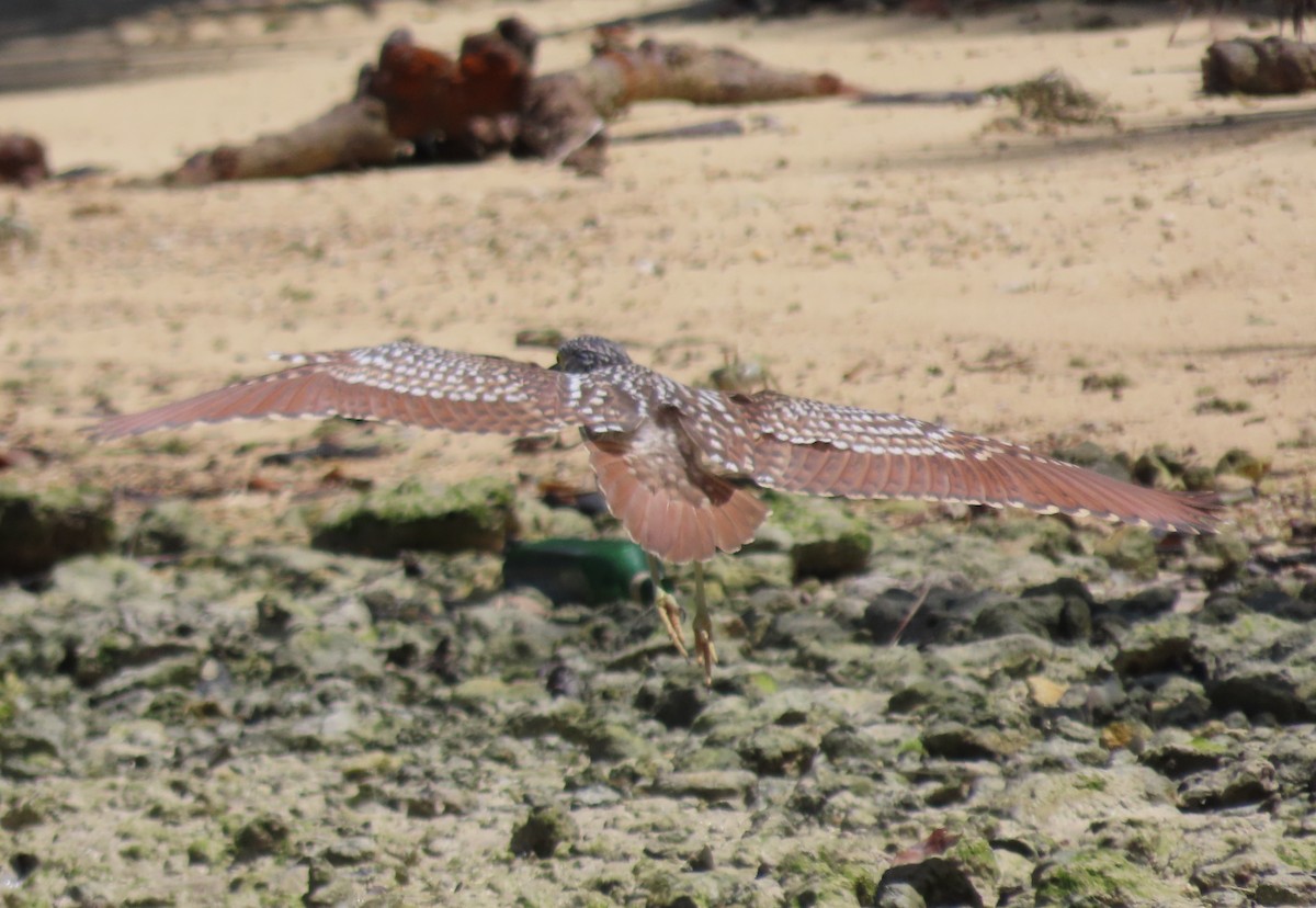 Nankeen Night Heron - ML646555046