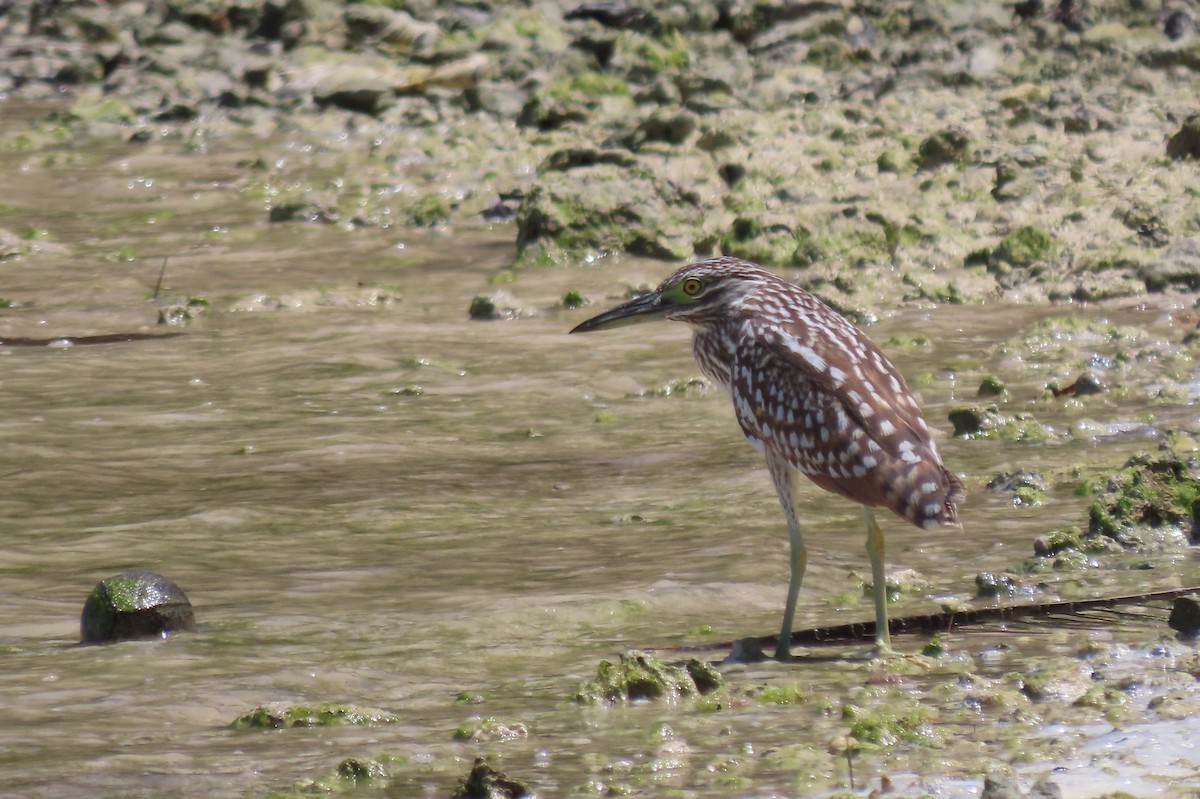 Nankeen Night Heron - ML646555050