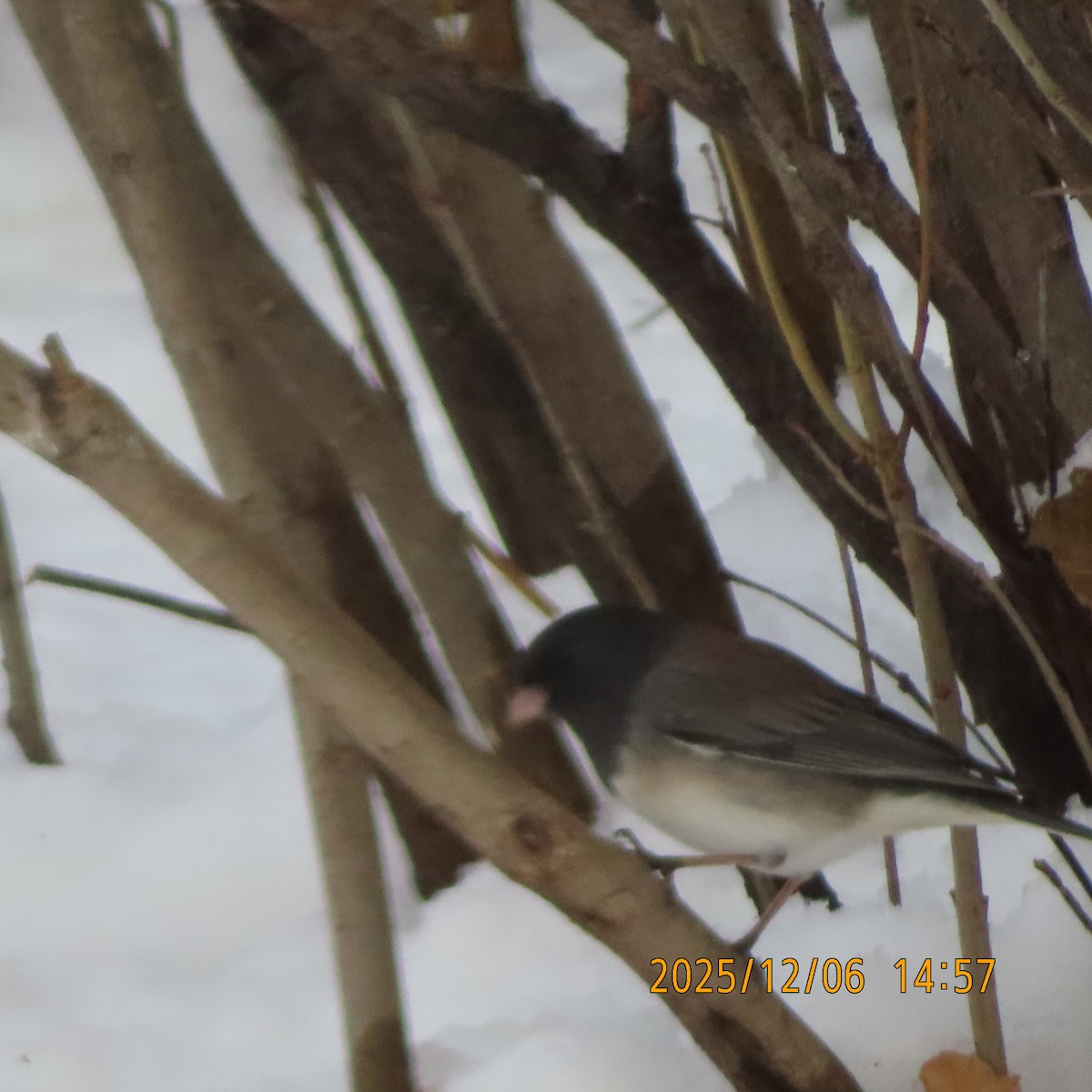 Dark-eyed Junco (Oregon) - ML646555051