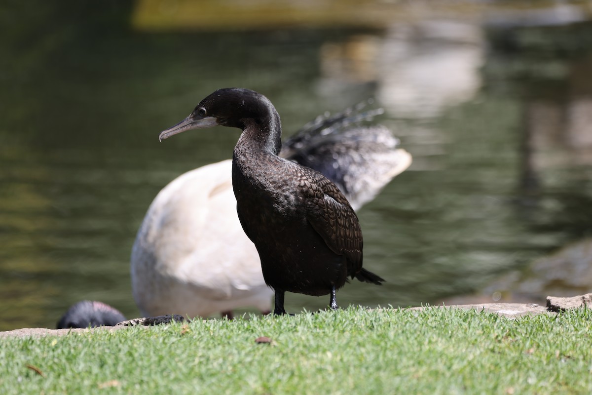 Little Black Cormorant - ML646555052