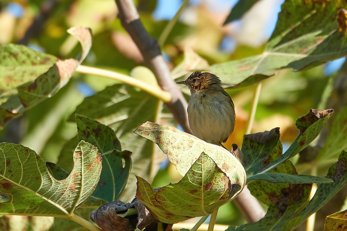 Zitting Cisticola - ML646555056