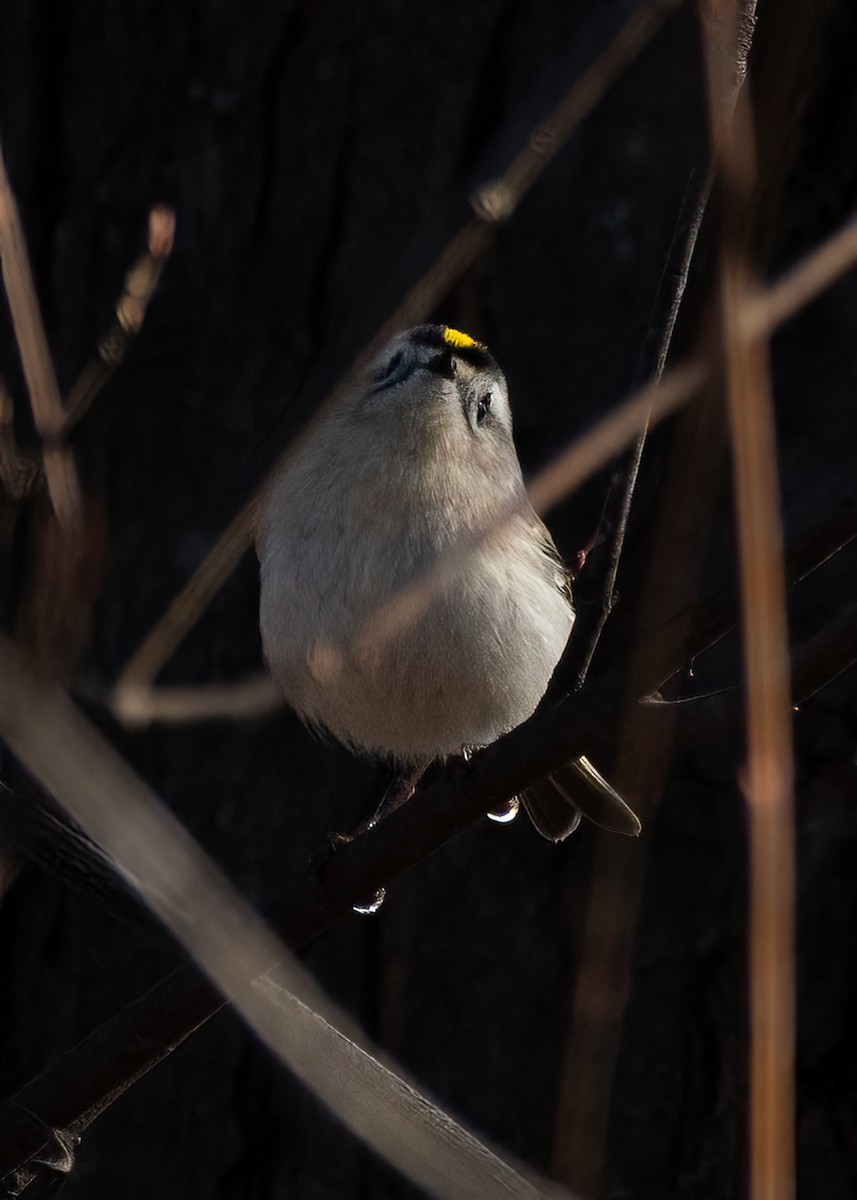 Golden-crowned Kinglet - ML646555057