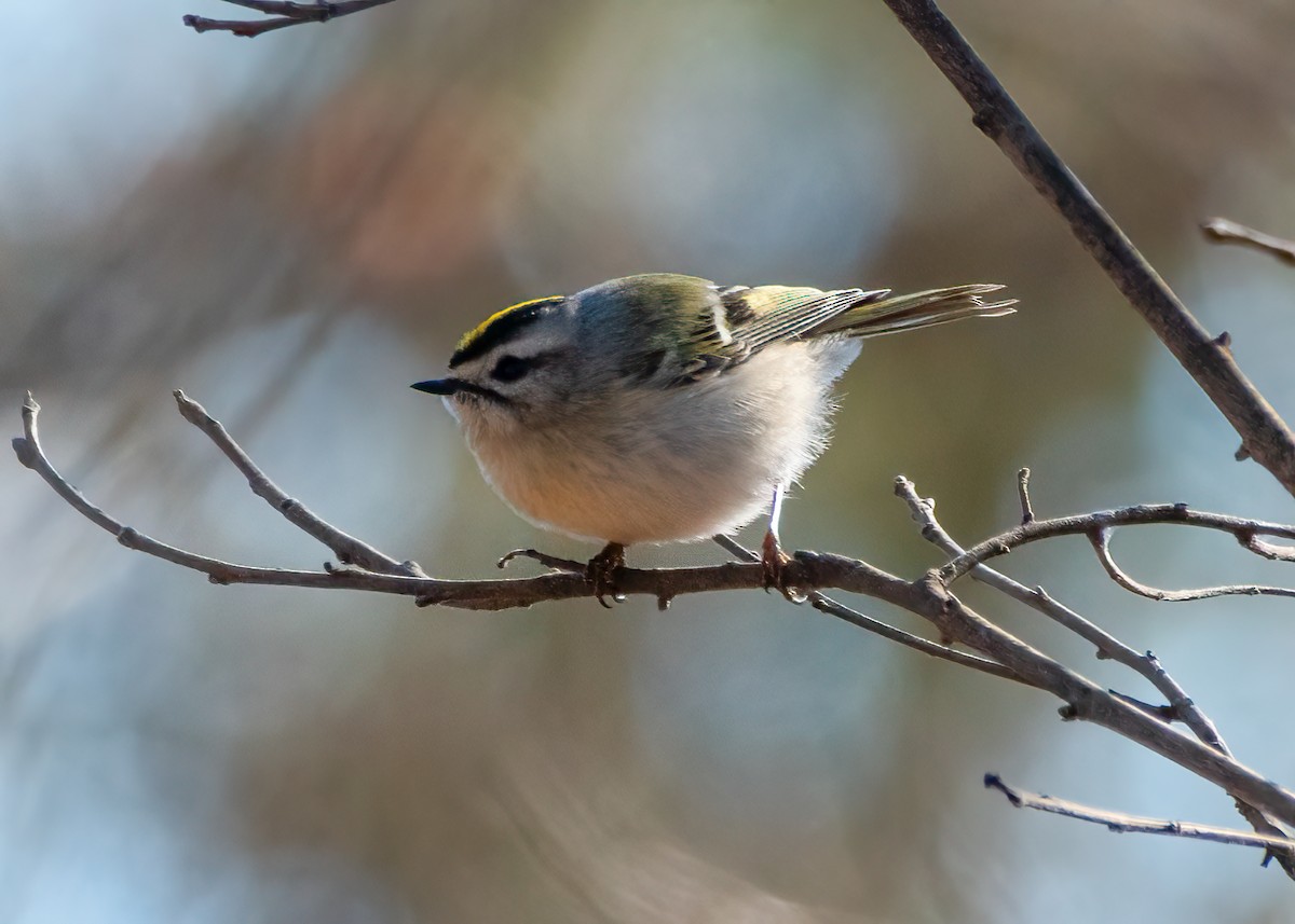 Golden-crowned Kinglet - ML646555058