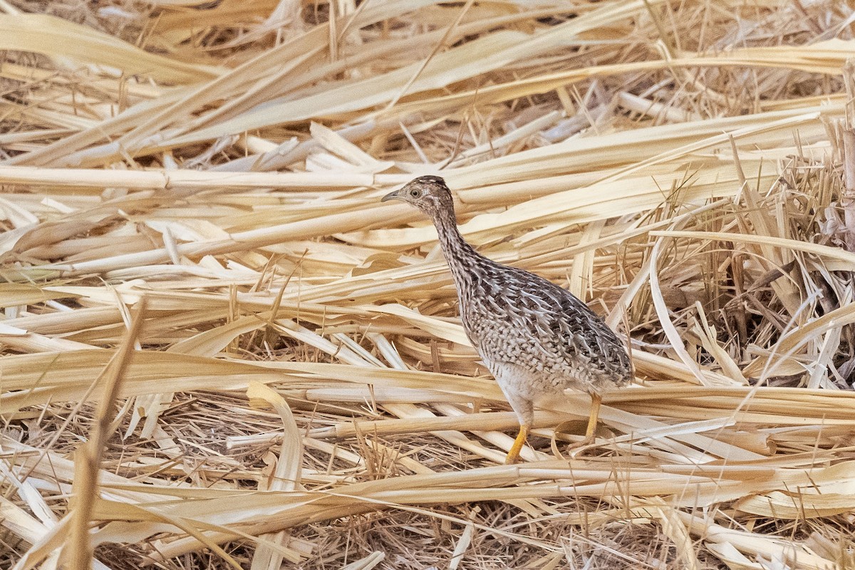 Нотура білочеревий - ML646555059