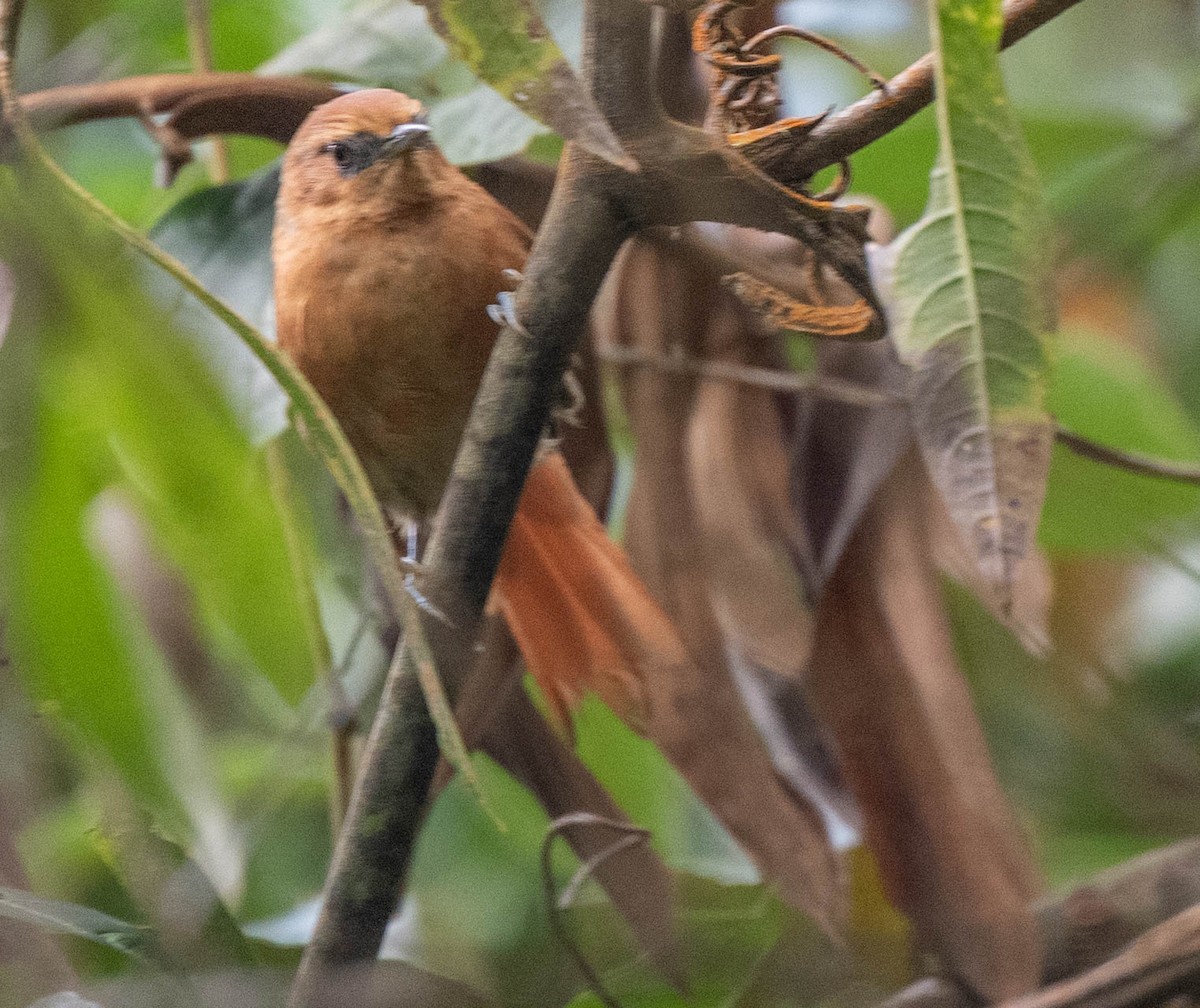 Rufous Spinetail - ML646555060