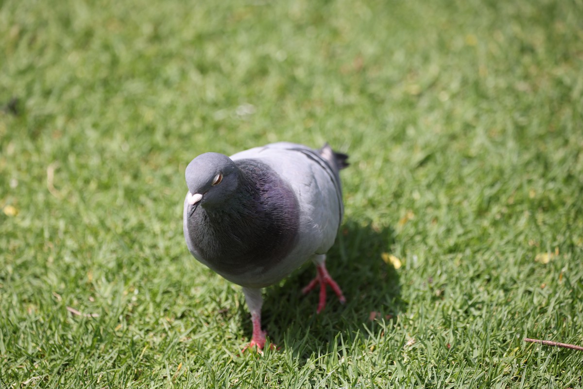 カワラバト（ドバト、家畜型） - ML646555065