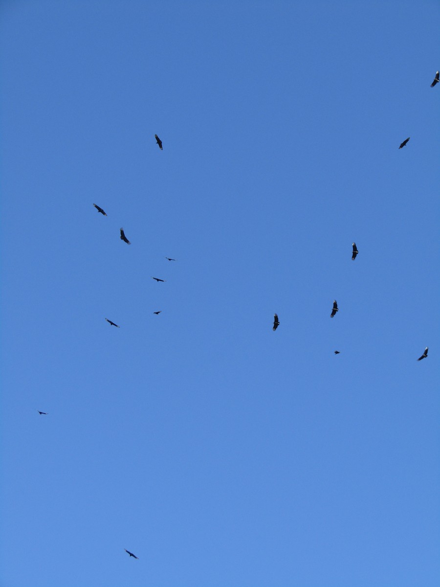 Urubu noir - ML646555066