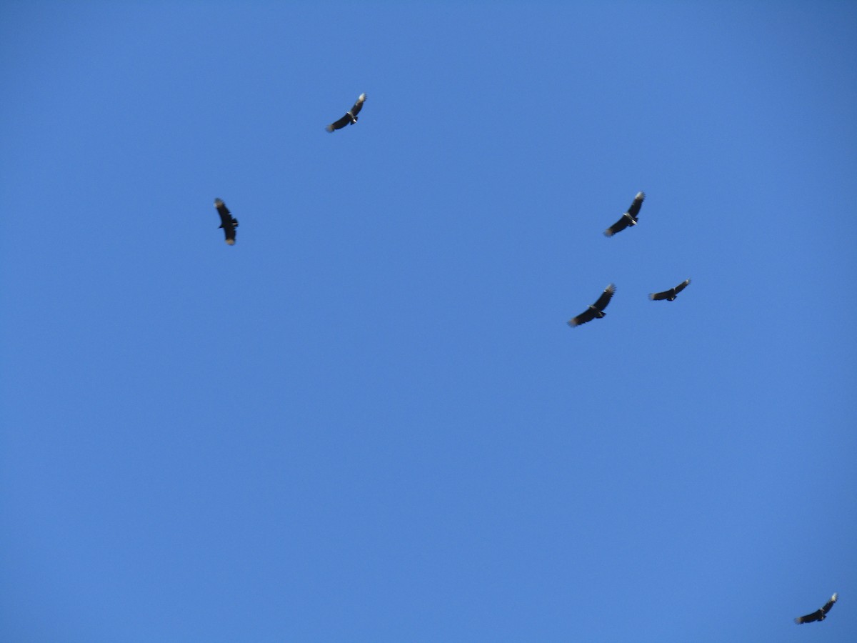 Urubu noir - ML646555067