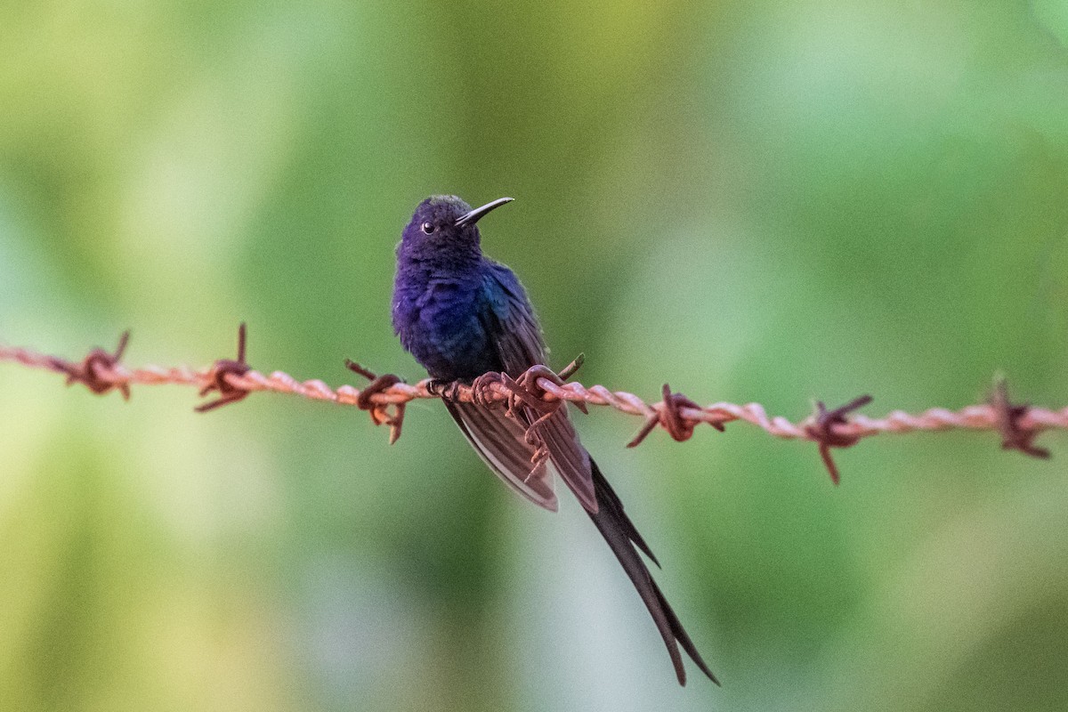 Колібрі-шаблекрил вилохвостий - ML646555070