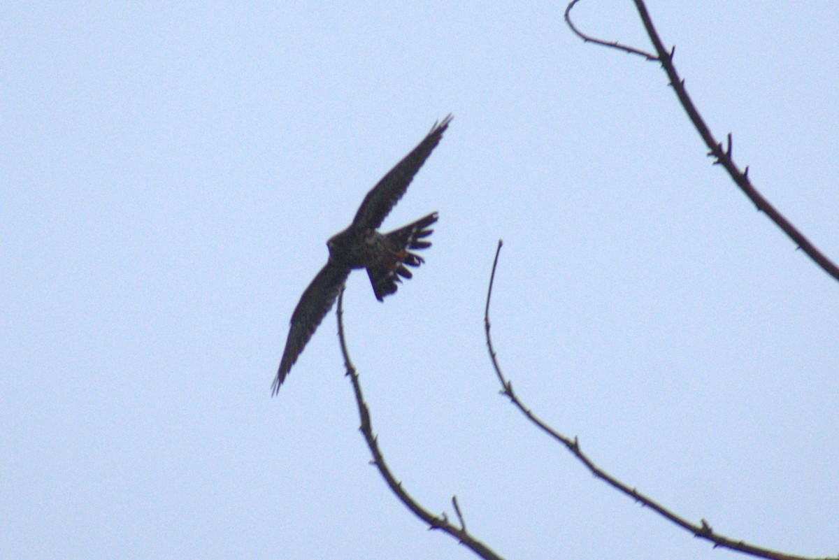 Merlin - ML646555071