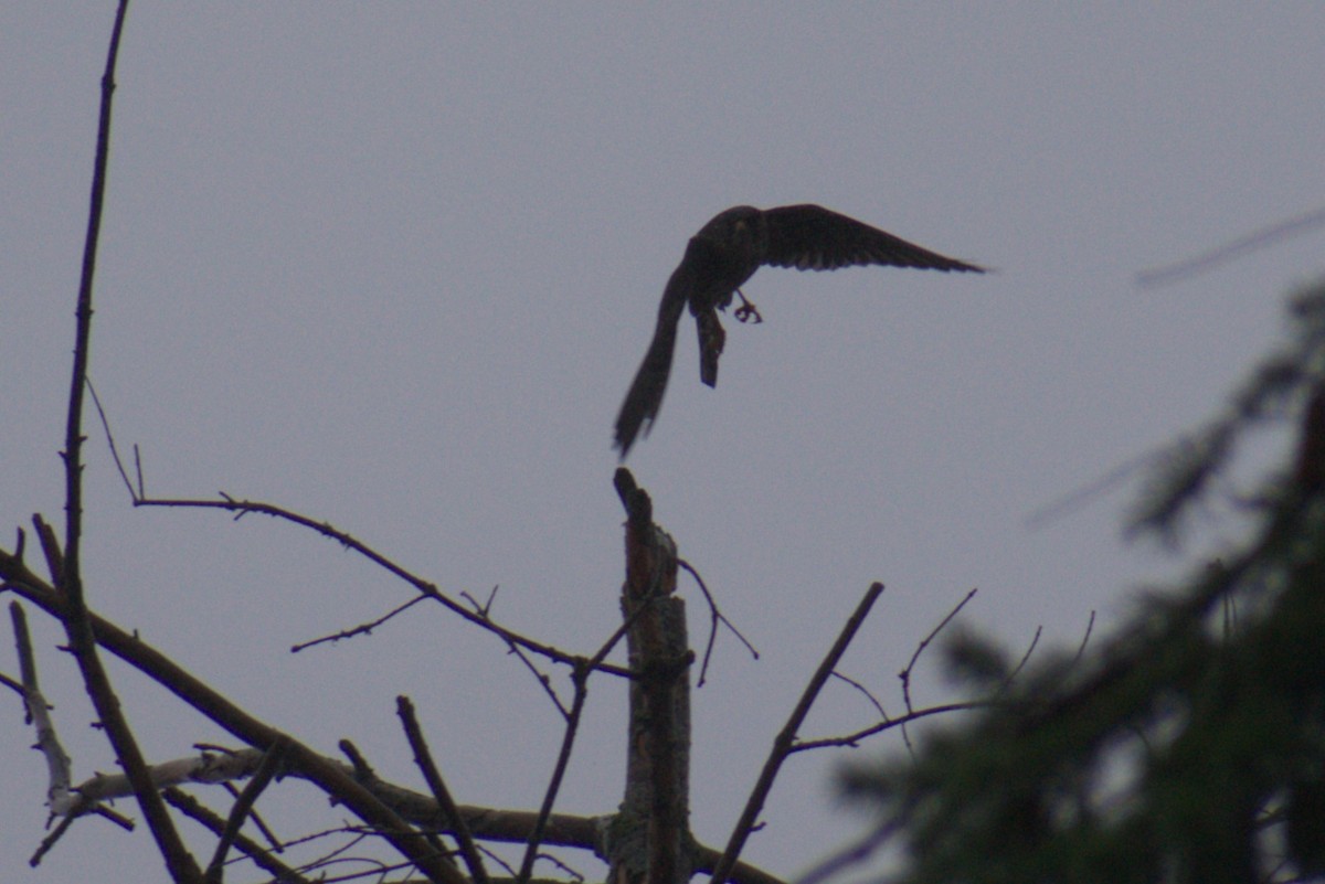 Merlin - ML646555072