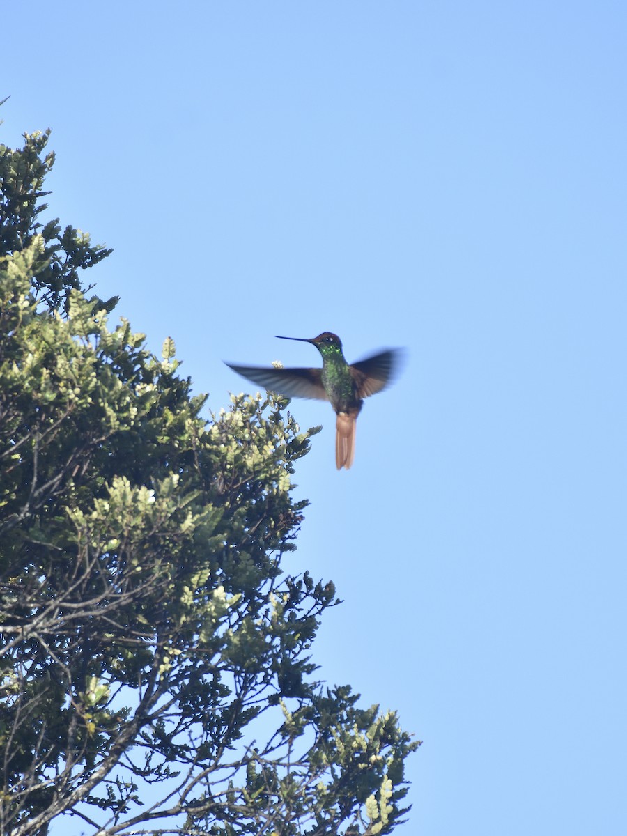 Rainbow Starfrontlet - ML646555074