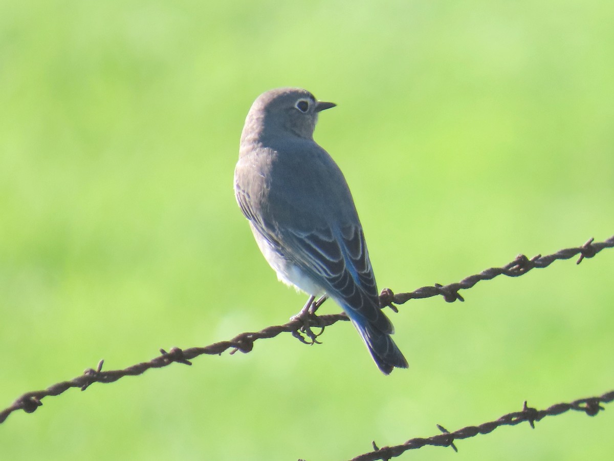 Голубая сиалия - ML646555075