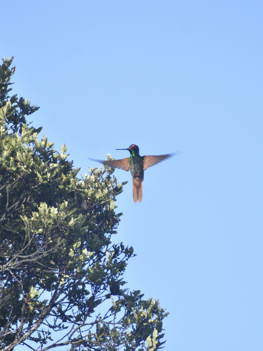 Rainbow Starfrontlet - ML646555076