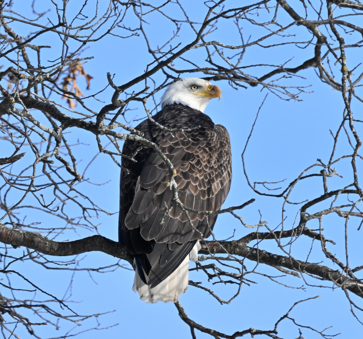 Bald Eagle - ML646555078