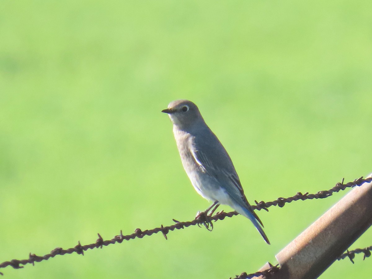 Голубая сиалия - ML646555079