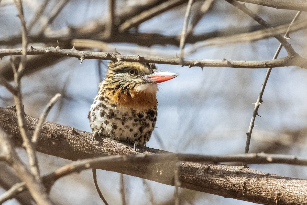 Лінивка-смугохвіст плямистобока (підвид maculatus) - ML646555080