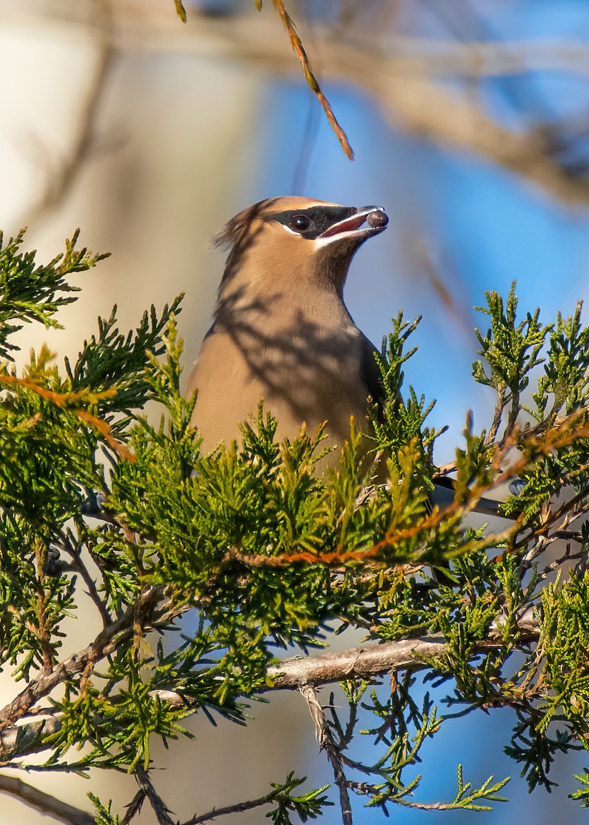Cedar Waxwing - ML646555081