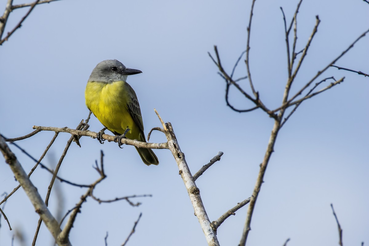 Tropical Kingbird - ML646555082