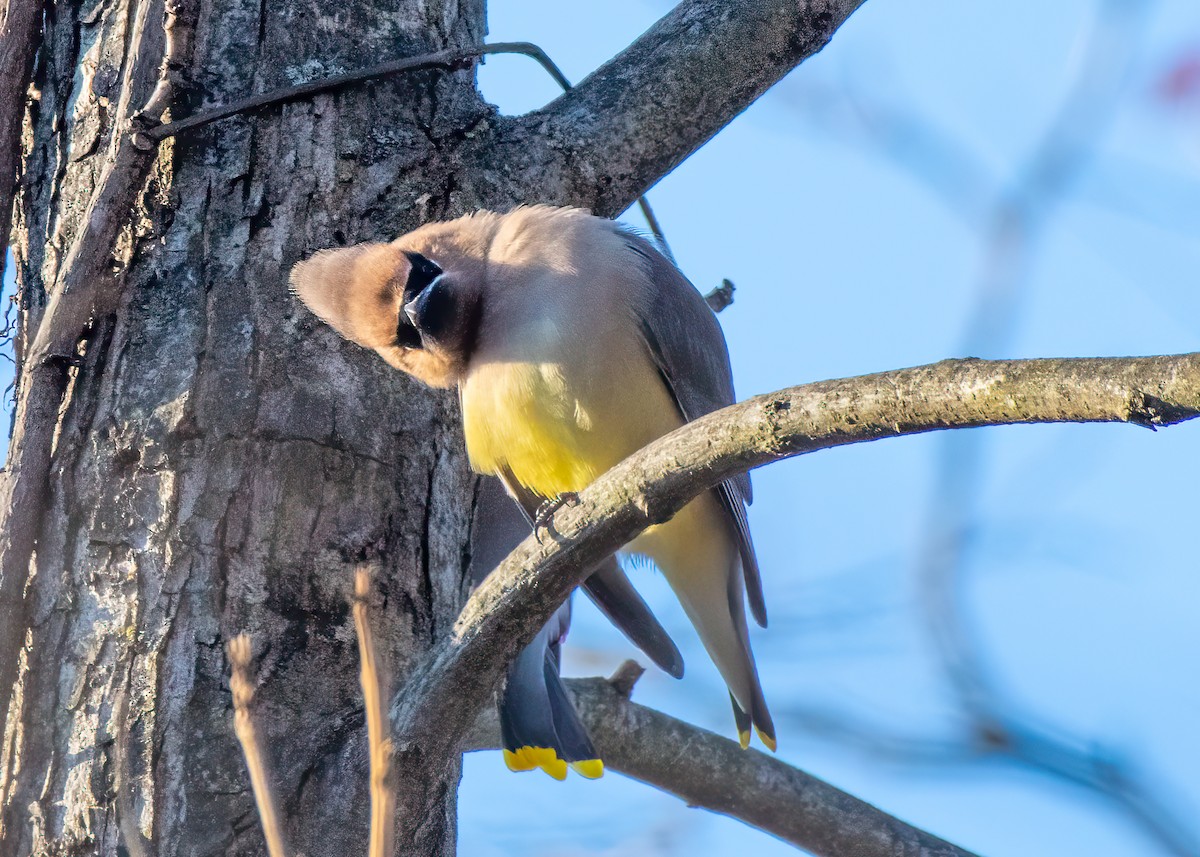 Cedar Waxwing - ML646555083