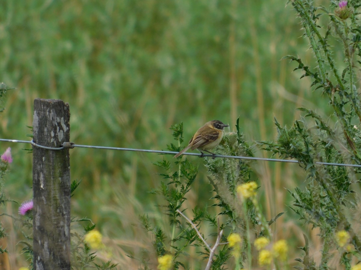 カンムリタイランチョウ - ML646555084