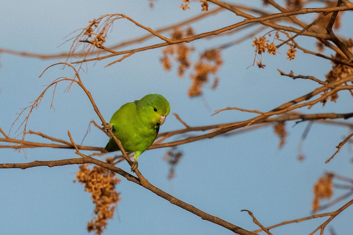 Папуга-горобець синьокрилий - ML646555085