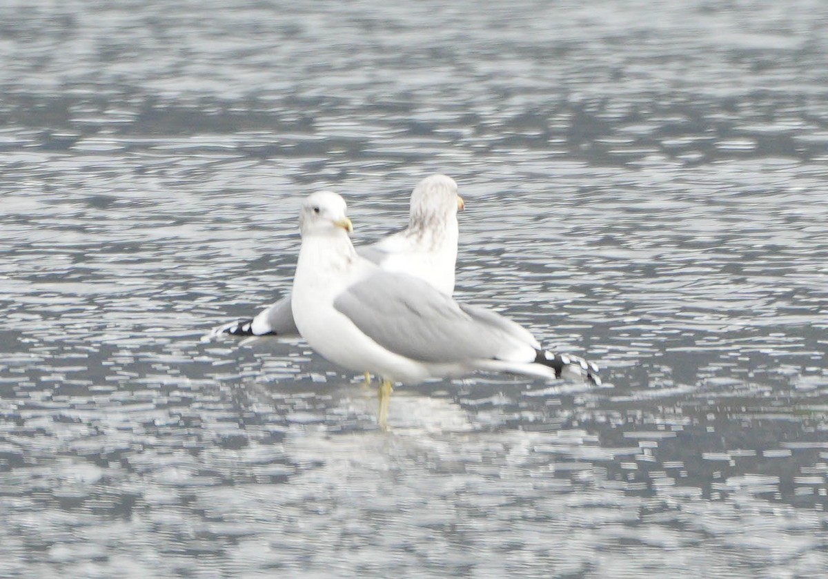 California Gull - ML646555086