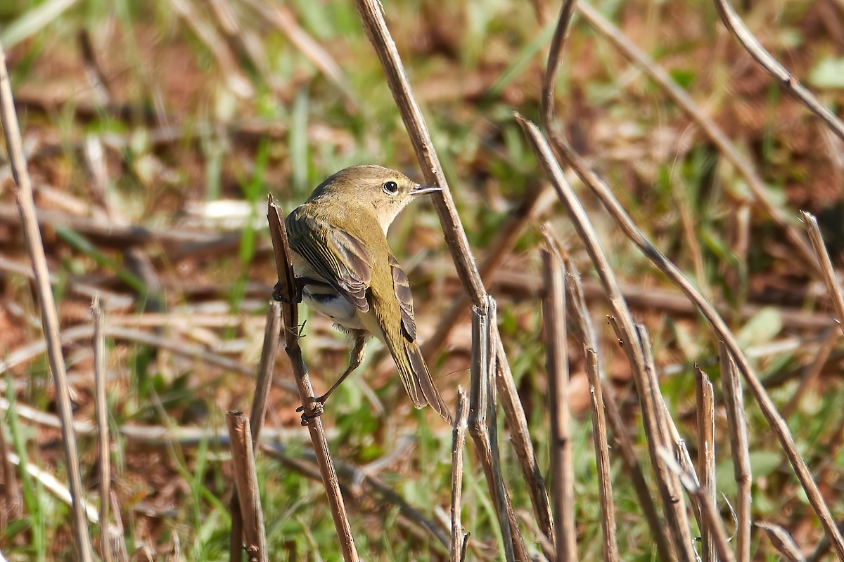 Common Chiffchaff - ML646555087