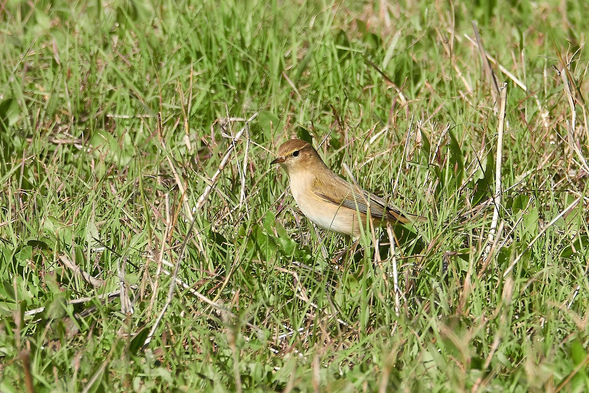 Common Chiffchaff - ML646555088