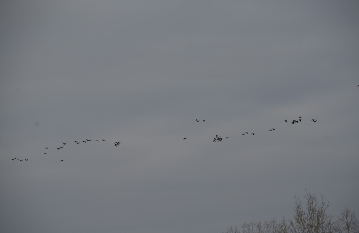 Canada Goose - ML646555091