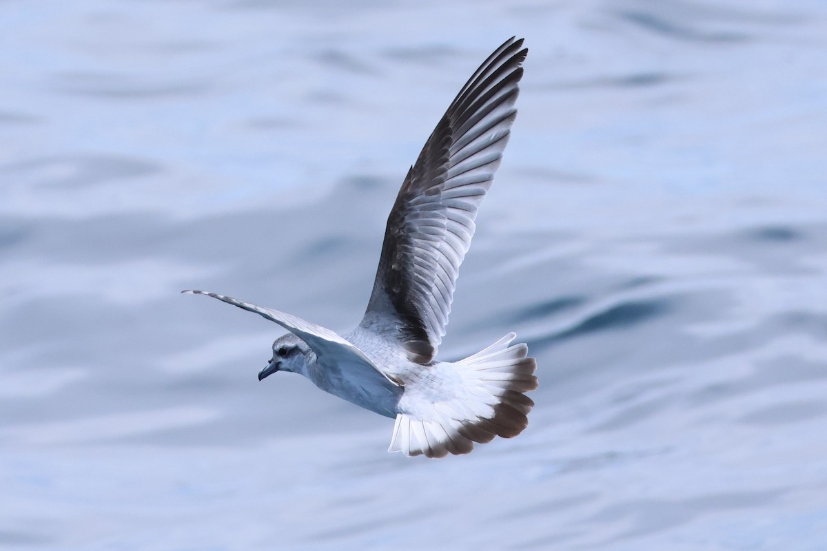 Prioi mokolaburra - ML646555092