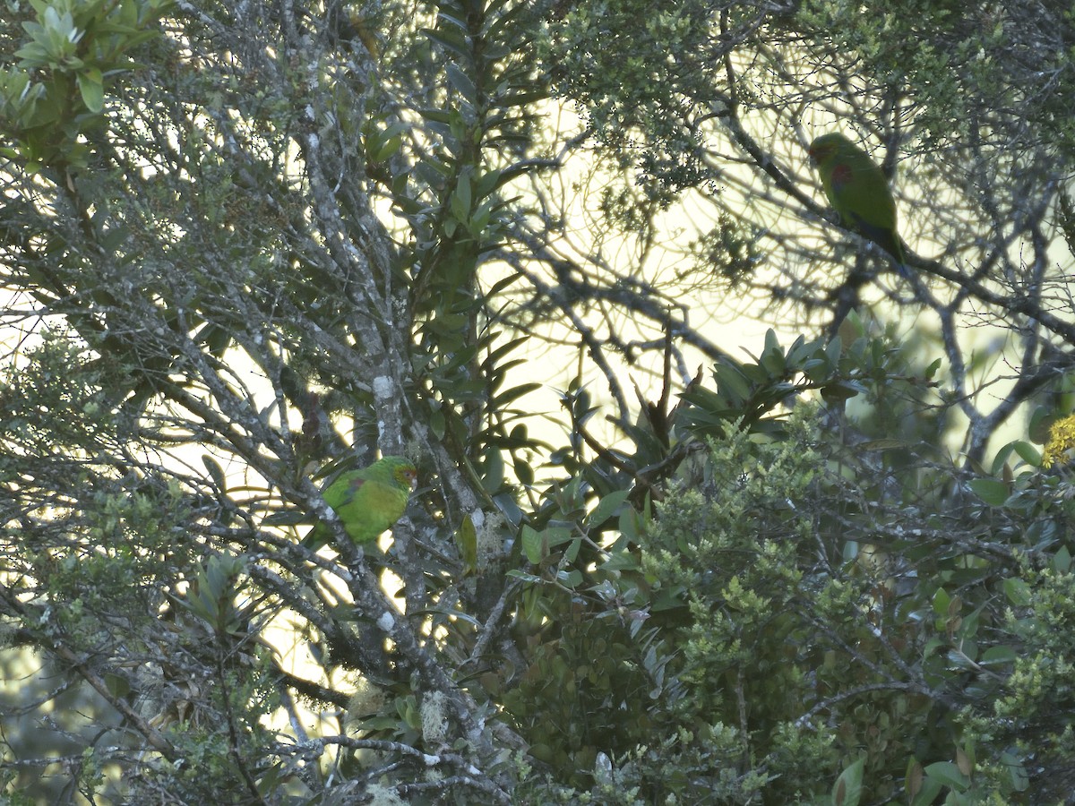 Red-faced Parrot - ML646555094