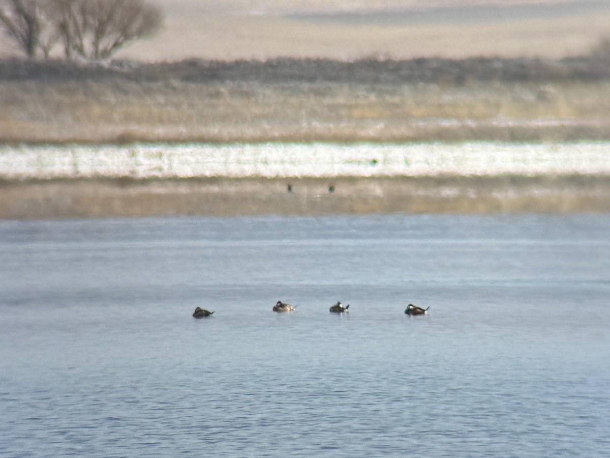 Американская савка - ML646555095