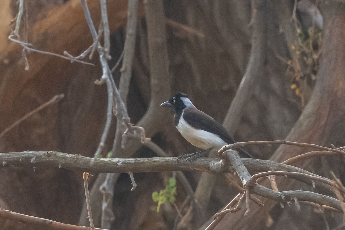 Пая білошия - ML646555097